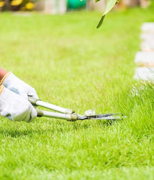 A person with scissors, actively trimming grass in a garden, showcasing a hands-on approach to landscaping.