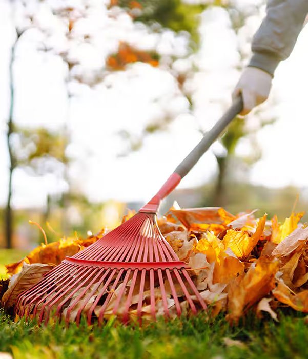 A person rakes leaves into a pile in a garden, showcasing autumn foliage and a sunny day.