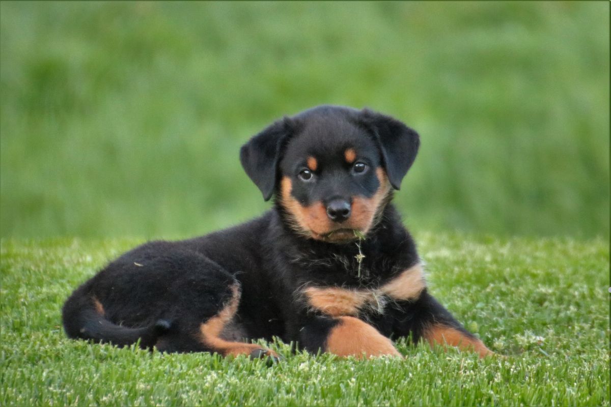 A black and tan puppy resting on a lush green lawn, showcasing the results of professional lawn care services.